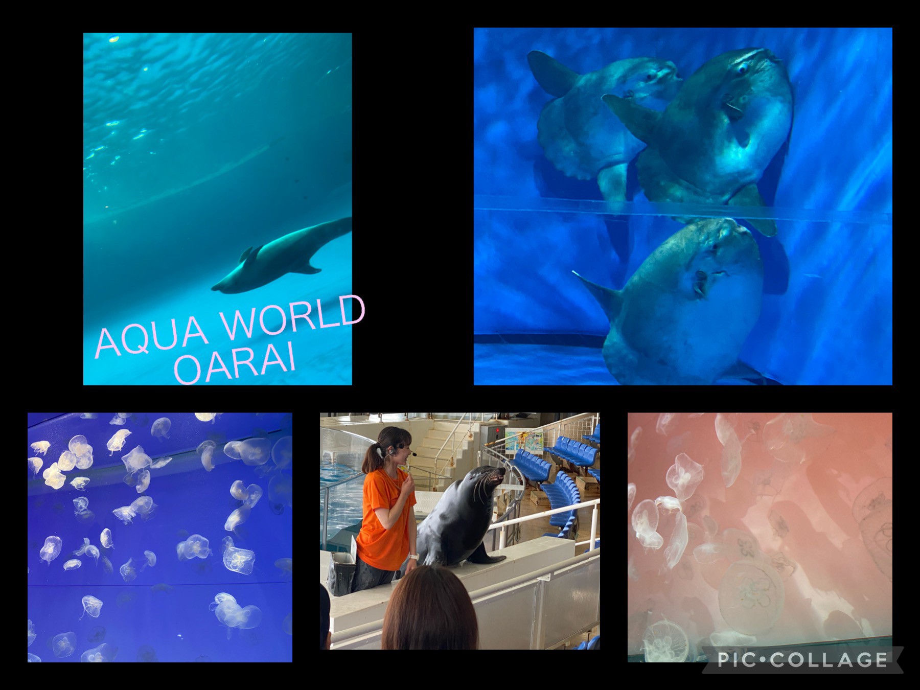 アクアワールド・大洗水族館へ遠出　家族サービス